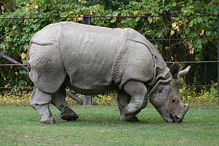grey rhino HD wallpaper